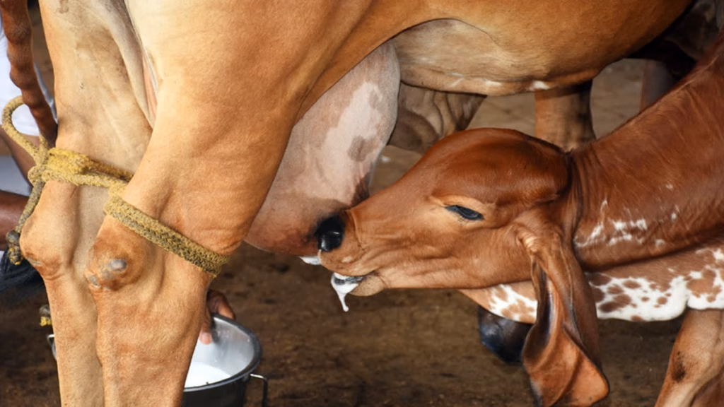 Over 100 Cows Found Dead at Gokul Gaushala in Rajasthan, Probe Launched